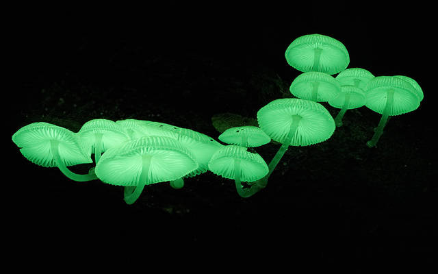 Mycena chlorophanos MO 773511