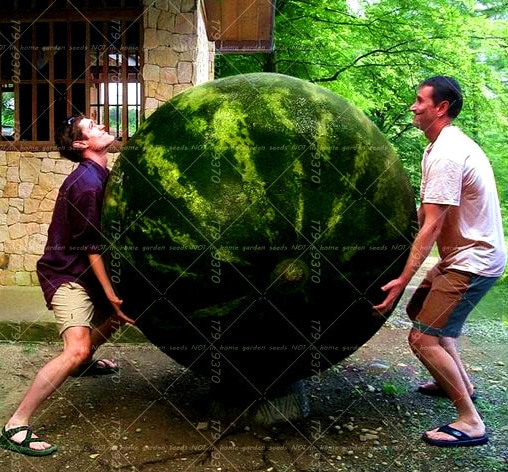 30-st-cke-Riesen-Wassermelone-S-e-Geschm