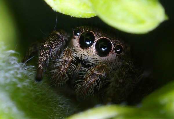 cute-animals-spiders-17