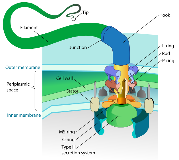 629px Flagellum base diagram.svg