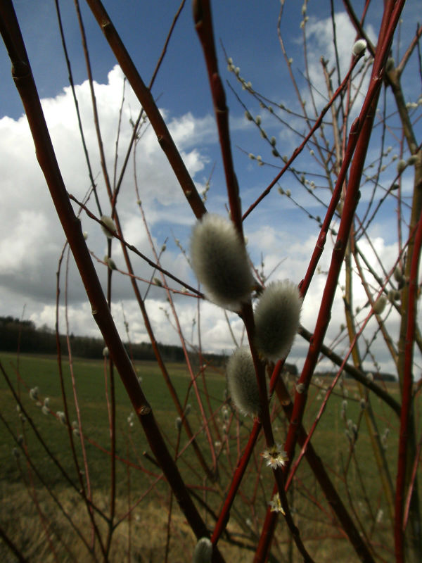 e91480 Fruehlingserwachen 129