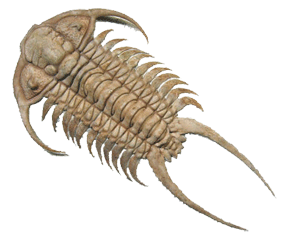 Trilobit freigestelt