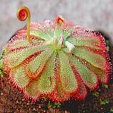 drosera20aliciae201