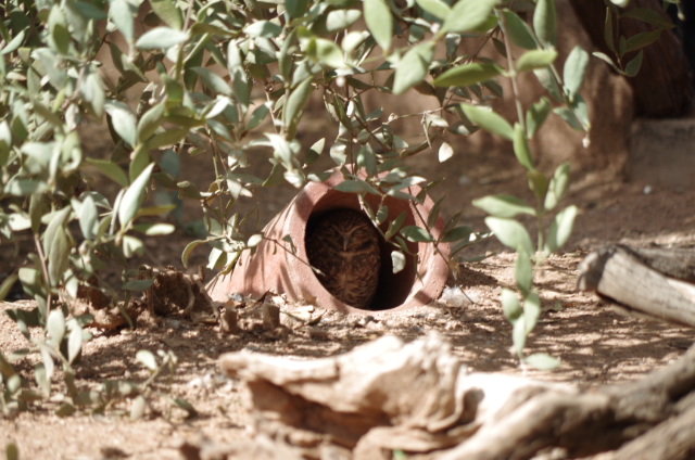 Bilder-Thread 143972d1350679271-burrowing-owl-hiding-i