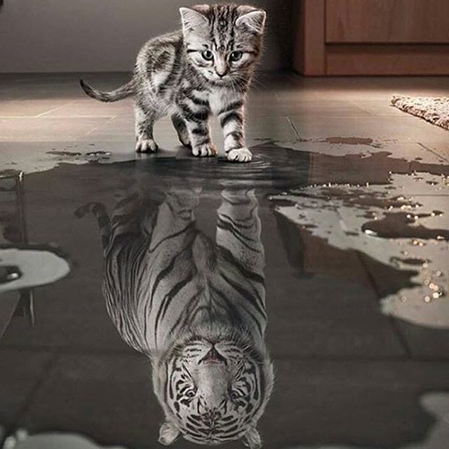 tigerreflection