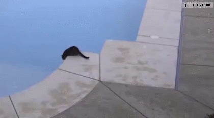 cat-pushes-other-cat-into-swimming-pool