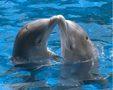 Dophins-kissing