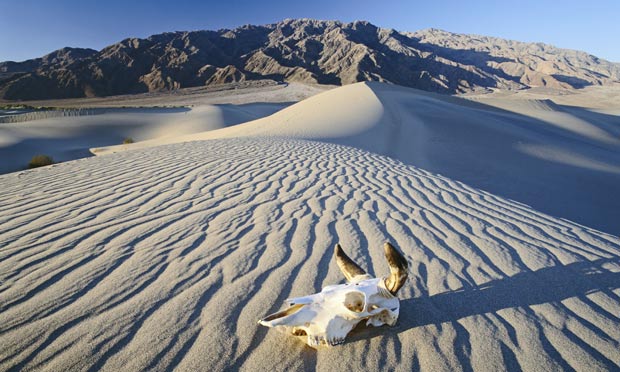 A-skull-on-a-sand-dune-in-013