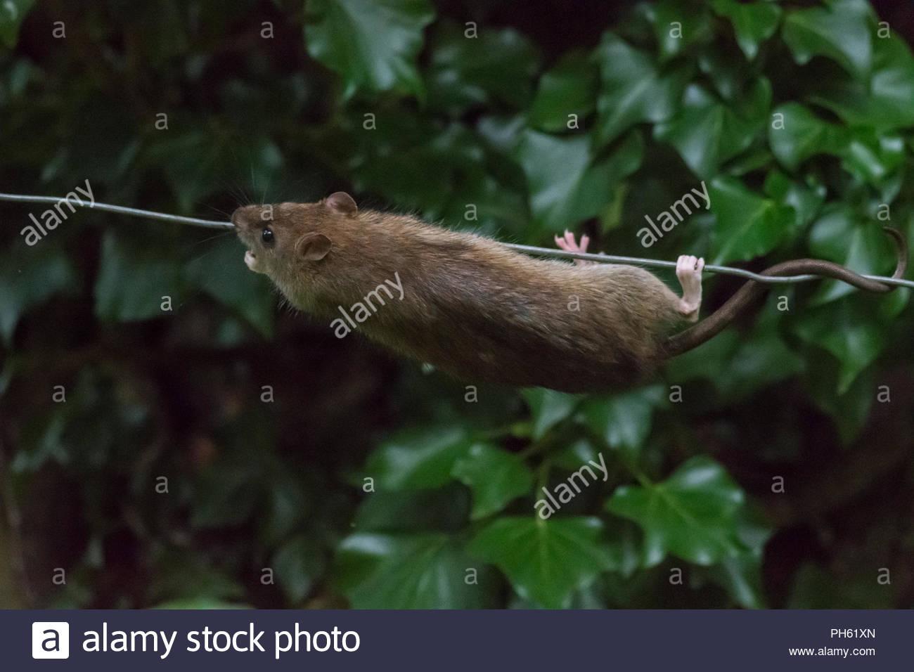 brown-rat-rattus-norvegicus-crawling-ups