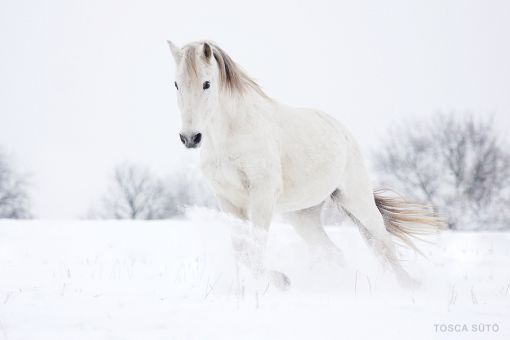 Winter-Schnee-Pferde-pferd-Schimmel-Anda