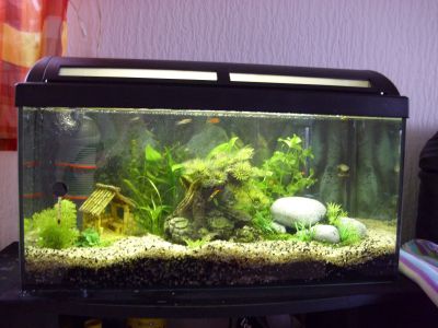 BCLUZD Fische neu 2