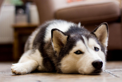 Bilder-Thread t5rmBLl dogssaddog-461de103d98b759208b6ccc6c6a1e