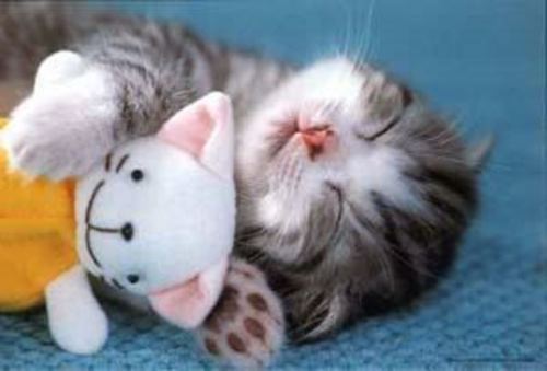 Bilder-Thread t5vxSss cute-cat-sleeping
