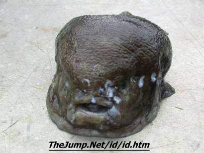 lumpfish