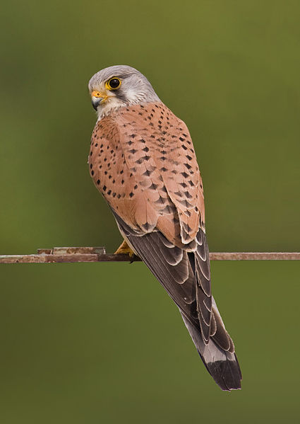 425px-Common kestrel falco tinnunculus