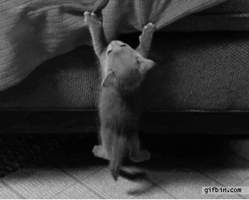 1362076221 kitten hanging by the bed