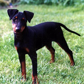 zwergpinscher