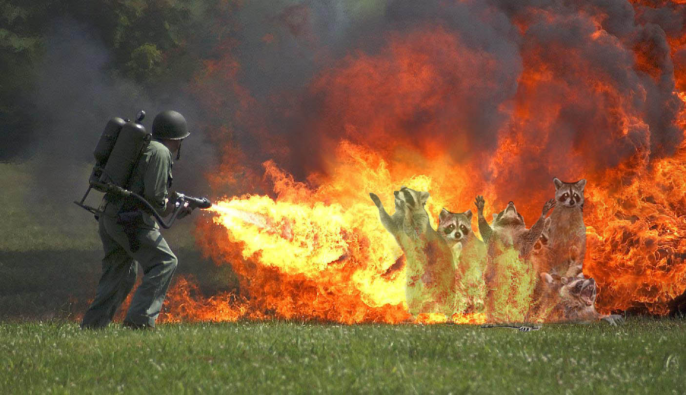 Bilder-Thread Burning raccoons