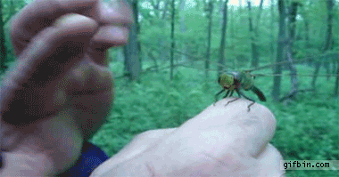 1287507853 dragonfly-high-five