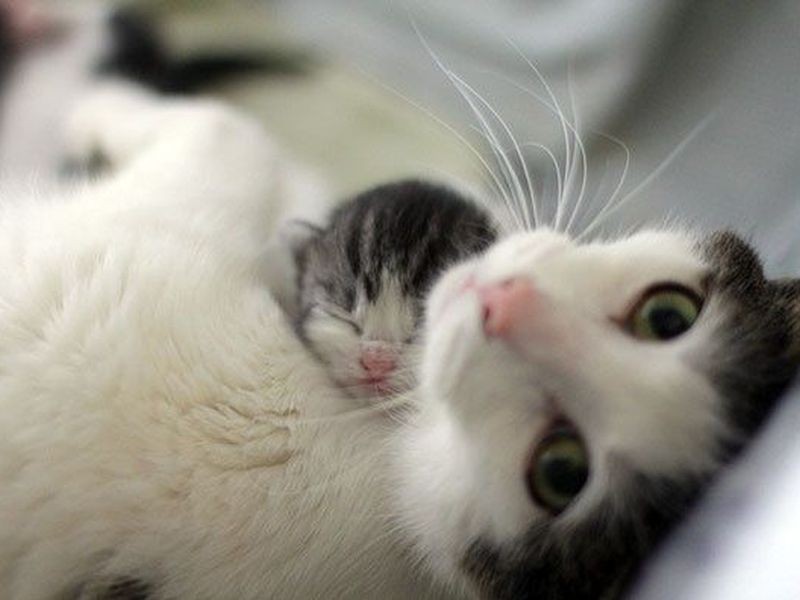 Die schönsten Tiere/Tierbilder der Welt Katzenbaby-Katzenmutter