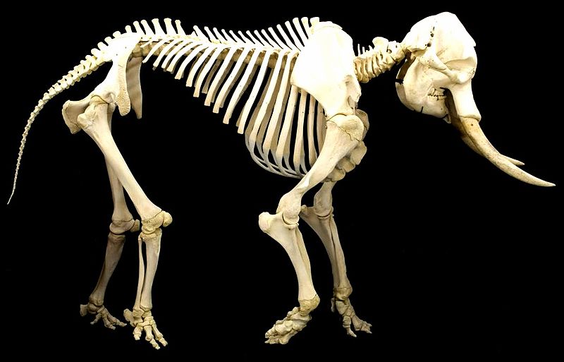 800px-Elephant skeleton