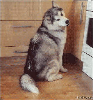 04-funny-gif-220-dog-derp-tongue