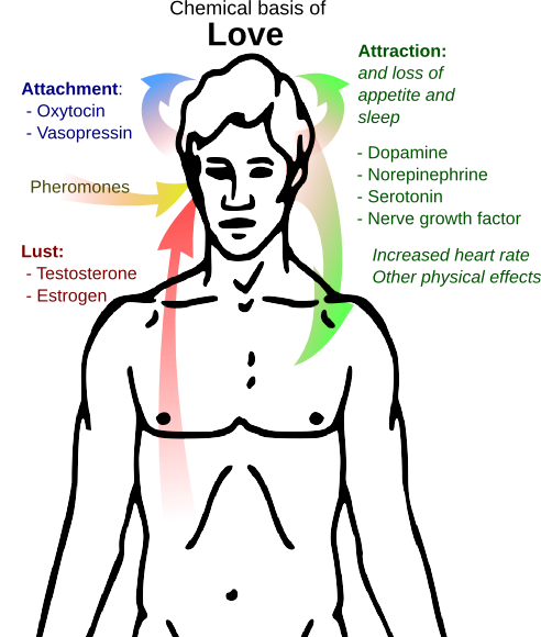 Chemical basis of love