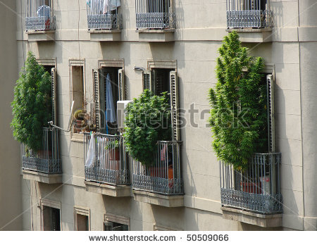 stock-photo-marihuana-bushes-on-balconie