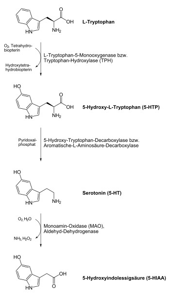 350px Serotonin Biosynthese.svg