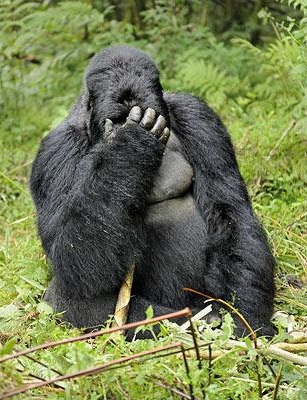 facepalm gorilla