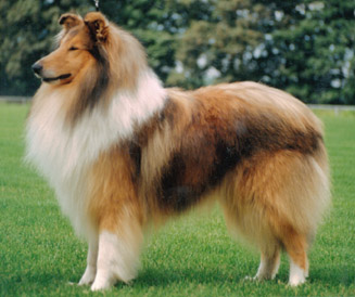 PHUjcR collie