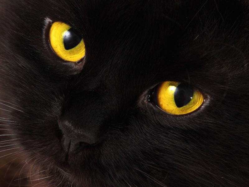 Schwarze-Katze-Gelbe-Augen