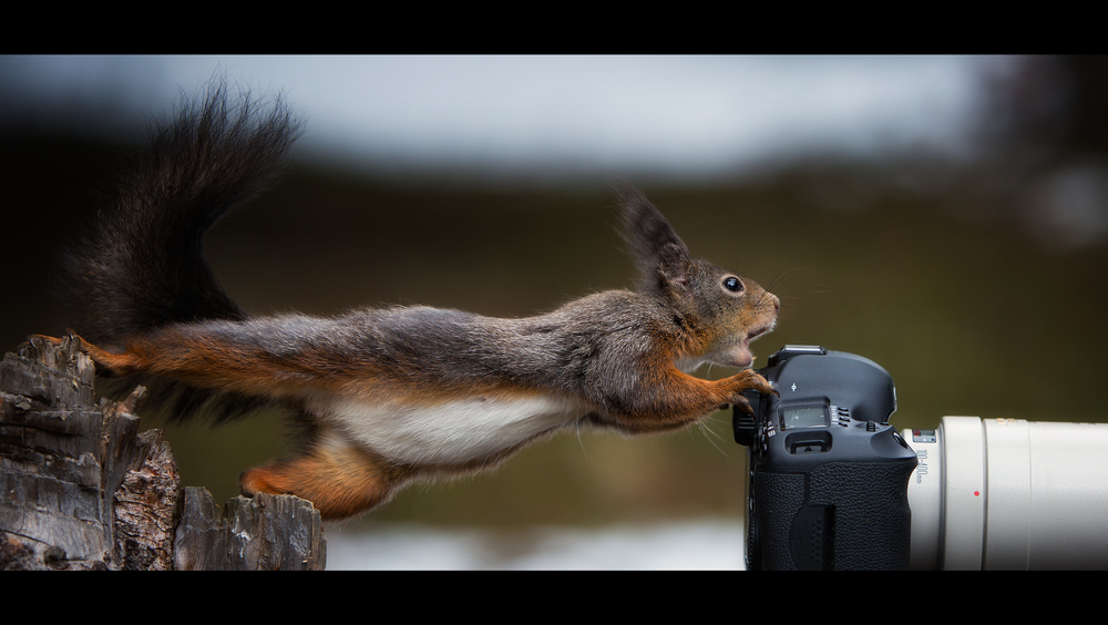 Die schönsten Tiere/Tierbilder der Welt halt-bitte-die-fuesse-still-8dd3d3c1-711