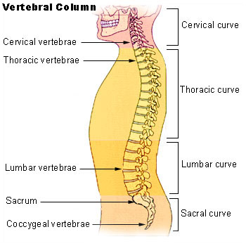 Illu vertebral column