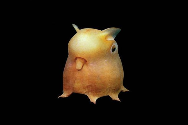 Bilder-Thread strange-animals-you-didnt-know-7-1