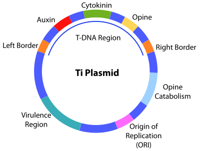 400px Ti plasmid.svg