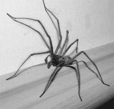 spidereffect