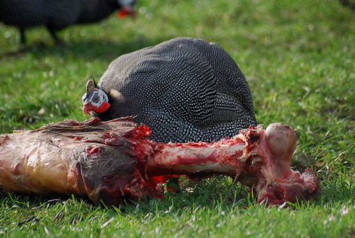 Bilder-Thread Perlhuhn-Zoo-Noch-einen-Bissen-ich-platz