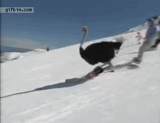 funny-animated-gif-ostrich-skiing