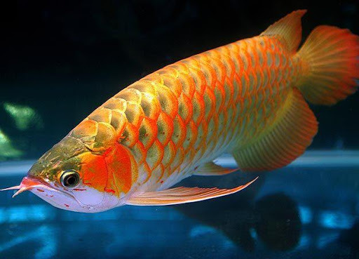 Arowana-Food