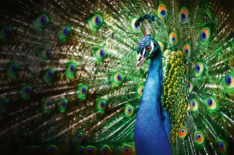 blauer-pfau-shutterstock-geolino-extra-6