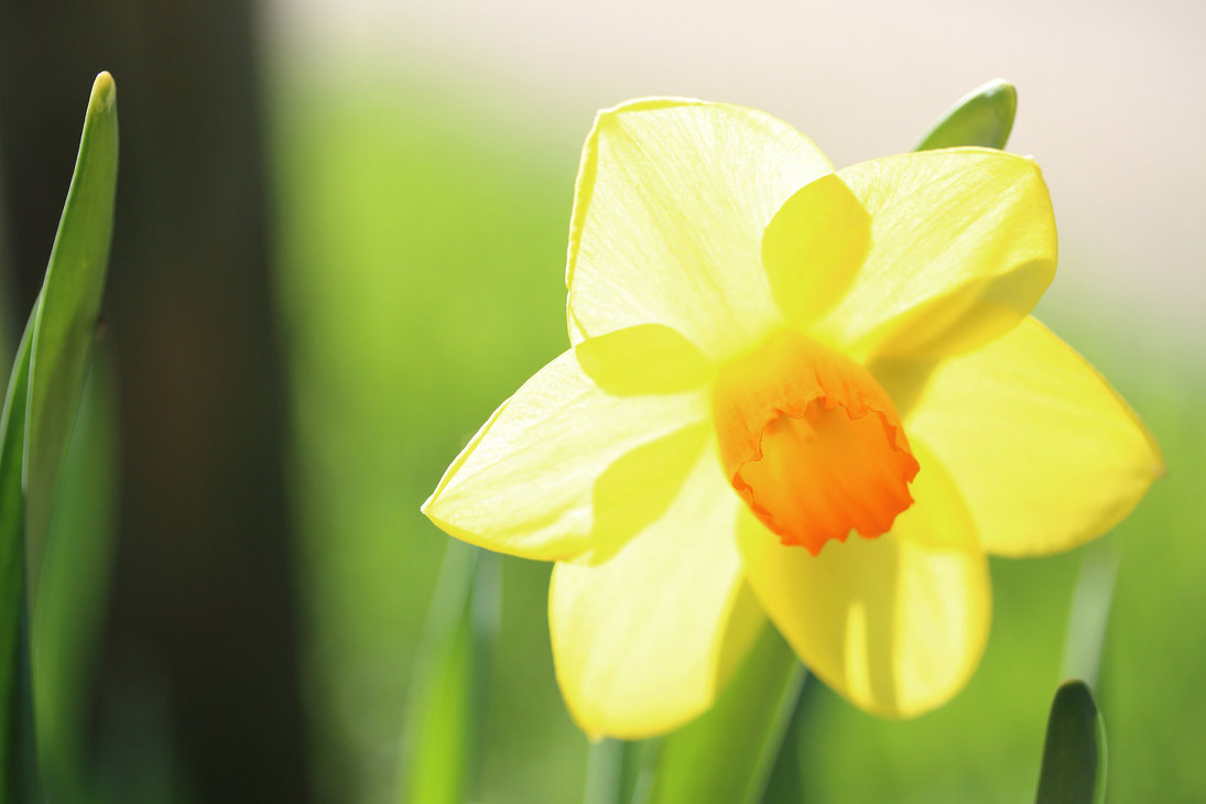 daffodil by kb fotografie-d63czpn