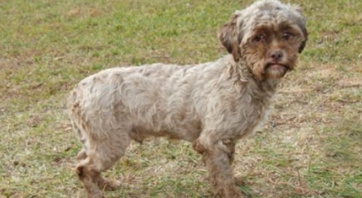 Bilder-Thread Tonik Dog With Human Face Now Up for Ado