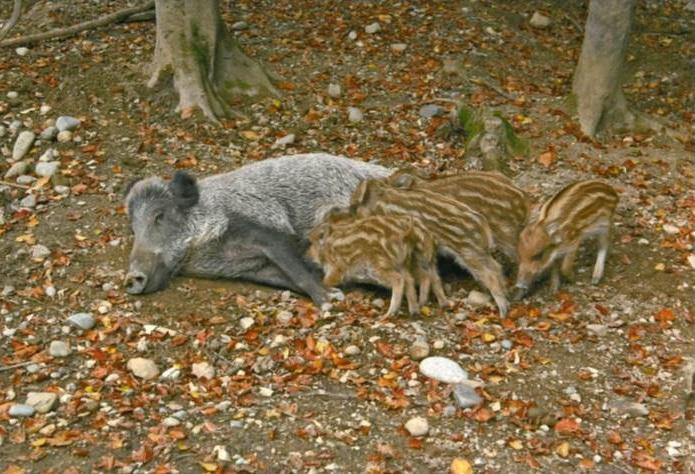 Bache-Wildschwein-mit-Frischlingen front