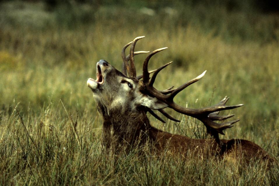 kapitaler-hirsch-im-harz-am-roehren-b643