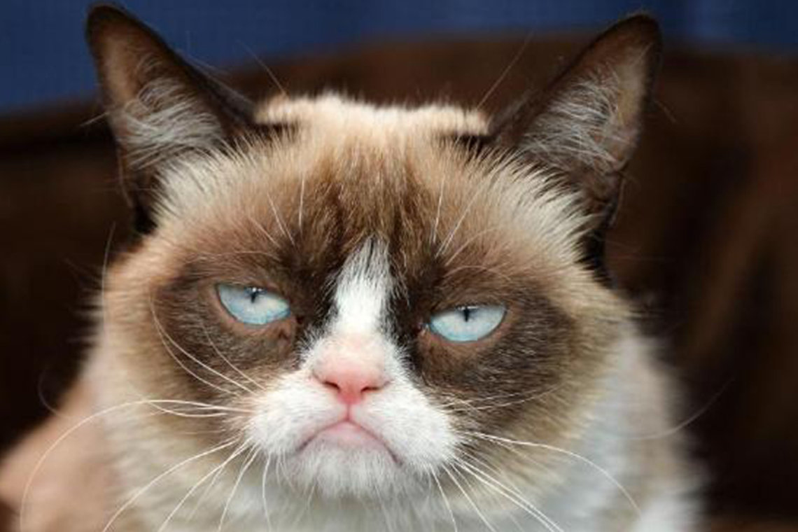 GrumpyCat