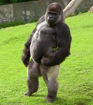 ambam-the-swaggering-silverback-gorilla-