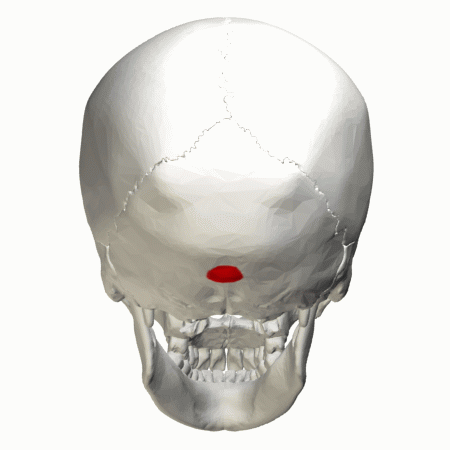 External occipital protuberance - animat