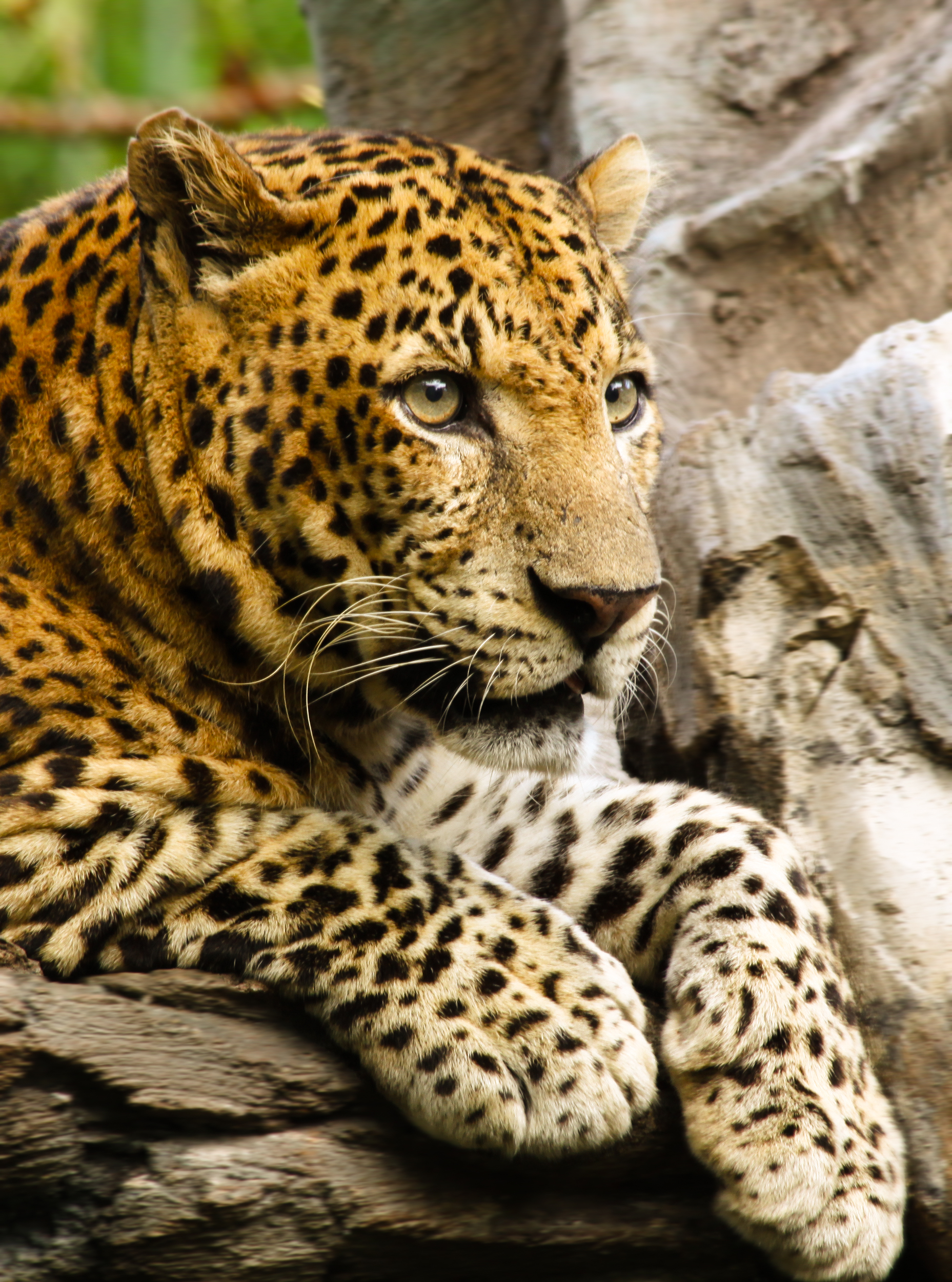 Bilder-Thread Panthera pardus close up