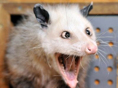 das-schielende-opossum-heidi